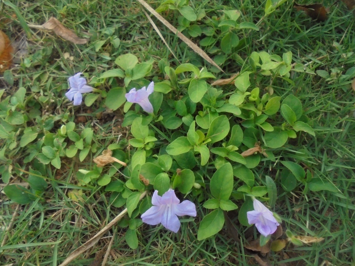 Ruellia prostrata Poir.